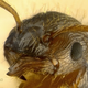 Image for article titled Shooting Challenge: Focus Stacking Gallery